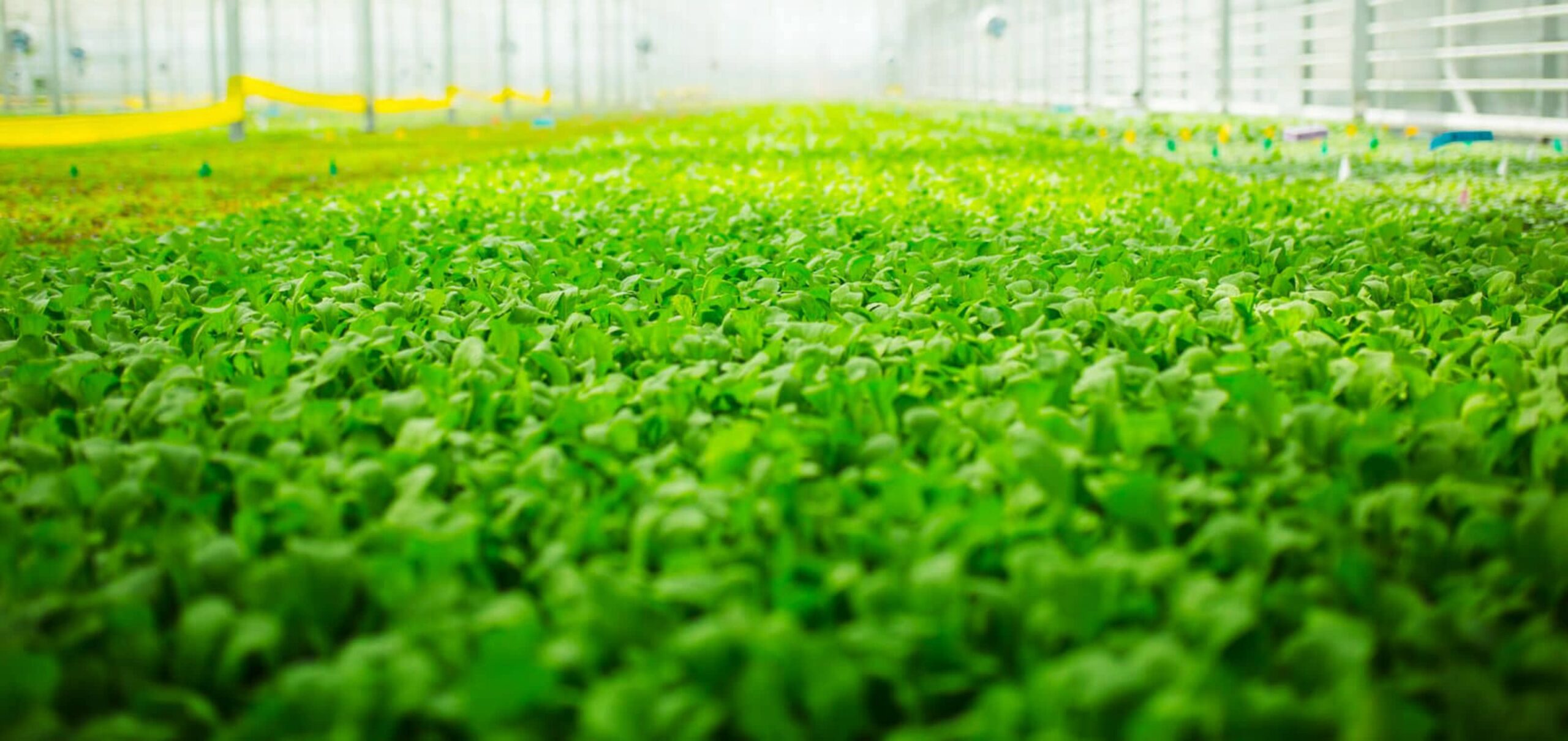 BrightFarms, INC. photo