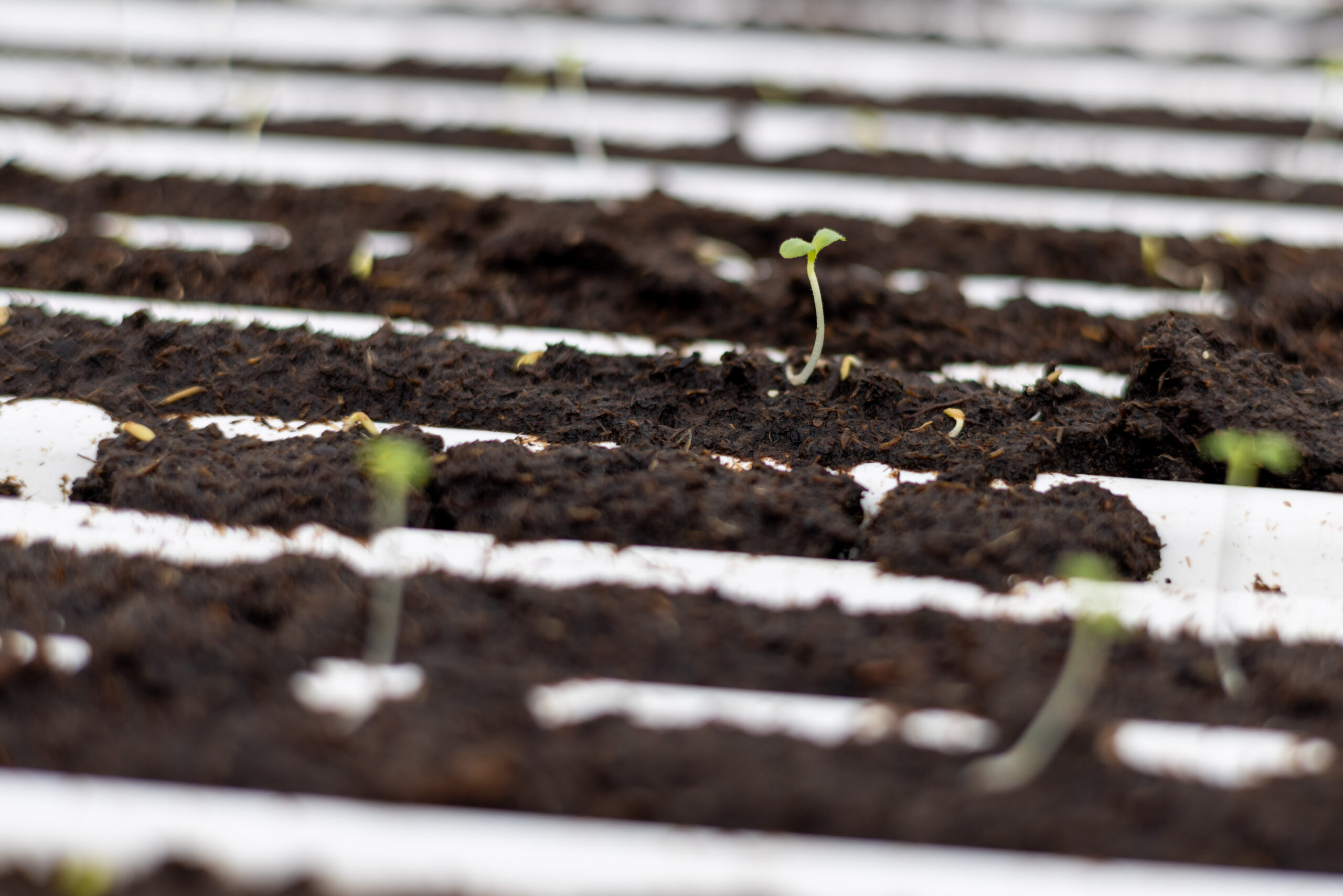 Which is why we grow lettuce in a way that’s better for humans and for the planet.