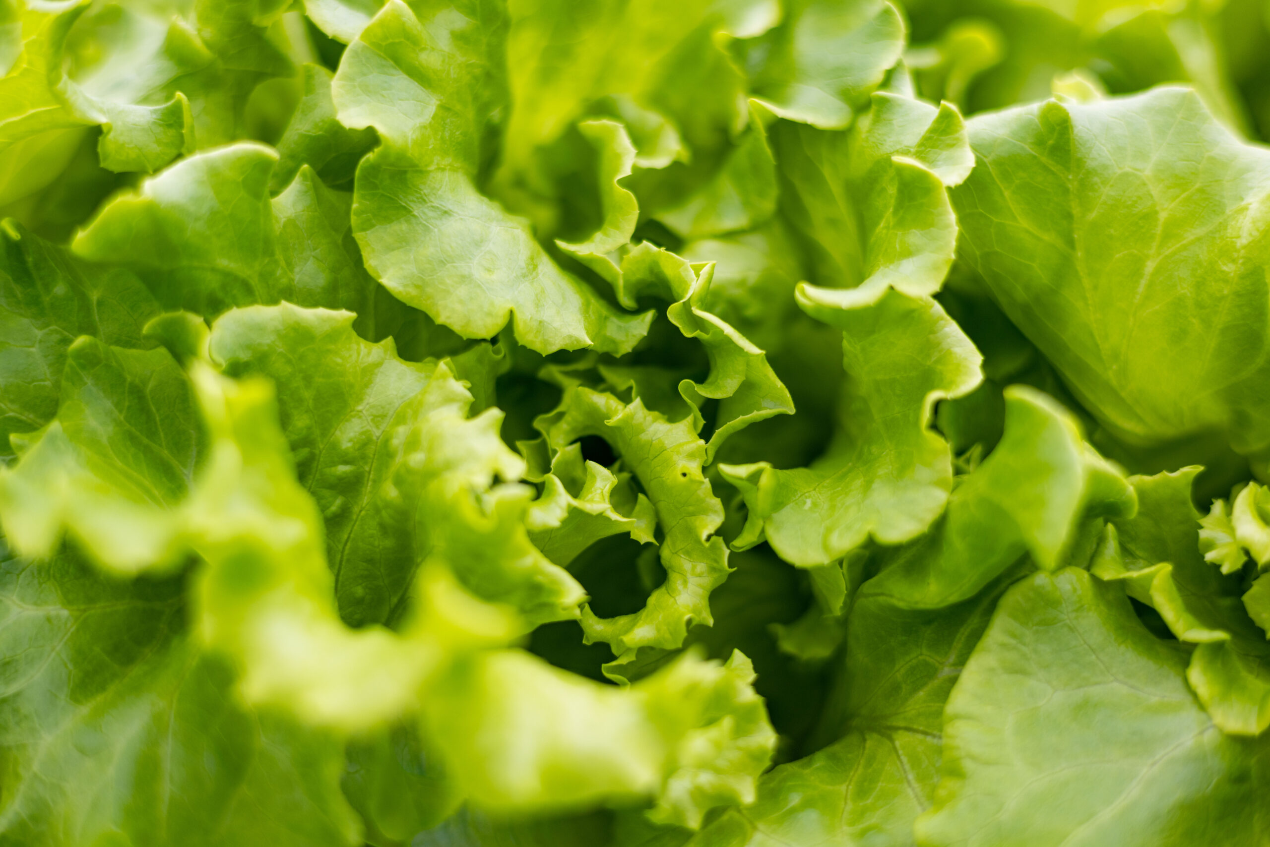 Which is why we grow lettuce in a way that’s better for humans and for the planet.