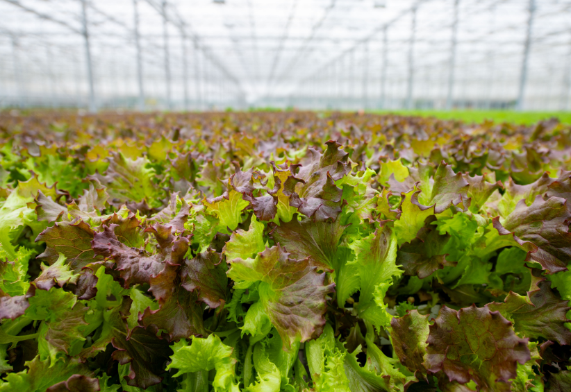 How we grow our greens.